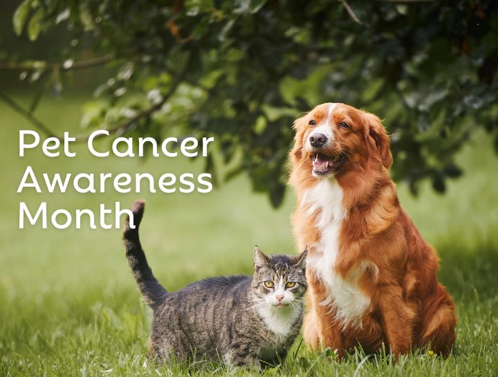 May is Pet Cancer Awareness Month