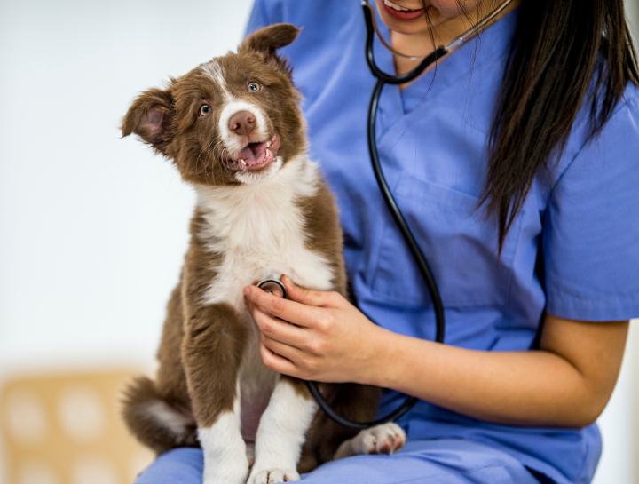 Animal Hospital in River Oaks